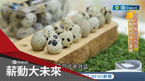 小鳥蛋|夜市「鳥蛋」兩大迷思：是假蛋還是鵪鶉蛋？吃一顆膽。